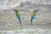 BLUE TAIL FLY CATCHER